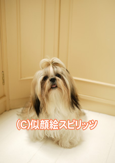 ペットの写真の撮り方